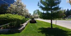 Commercial grass cutting / Lawn maintenance in Peterborough